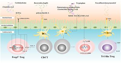 Dysfunctions, Molecular Mechanisms, and Therapeutic Strategies of Regulatory T Cells in Rheumatoid Arthritis